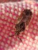 Aradus depressus
